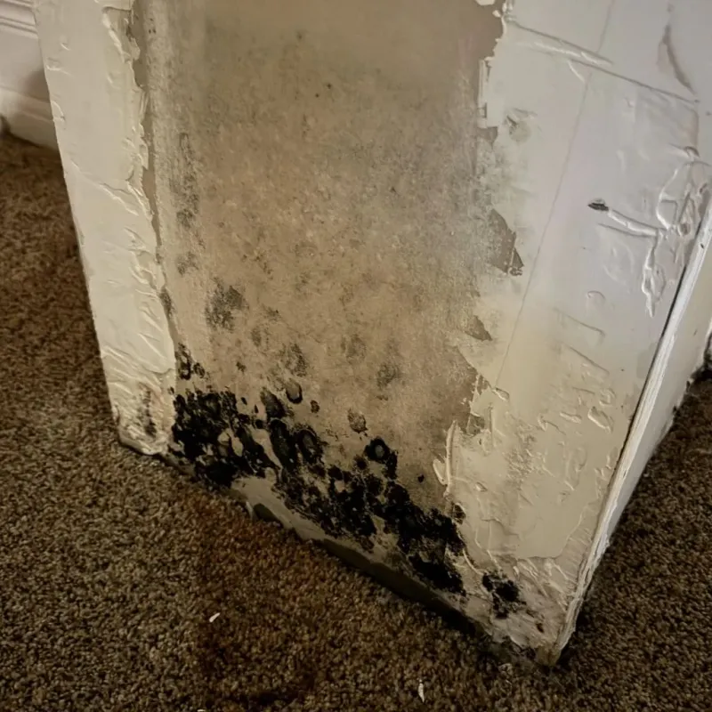 Professional Mold Removal in Lancaster, SC